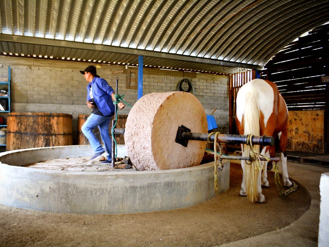 Horse-drawn tahona crushing agave