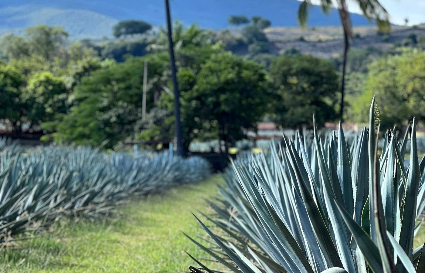 Tequila — the town, the terroir, Fortaleza.